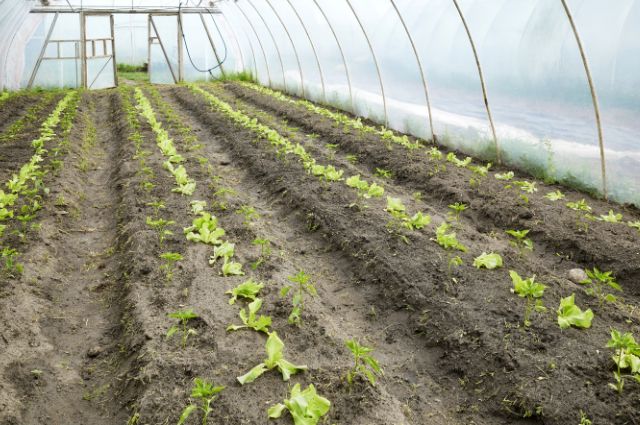 Como Escolher a Lâmpada Cultivo Indoor Ideal (Checklist Completo)